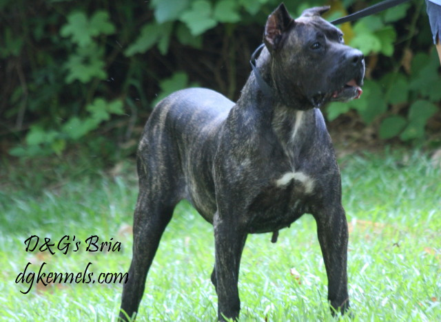 Female Presa Canario for Sale