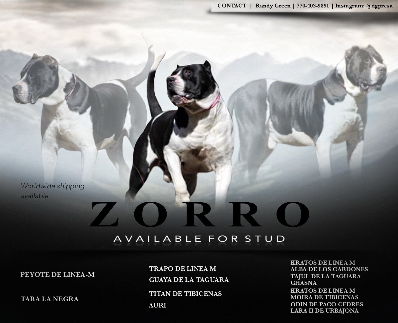 Presa Canario Stud Service