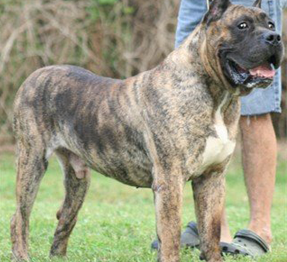 Presa Canario Stud Service